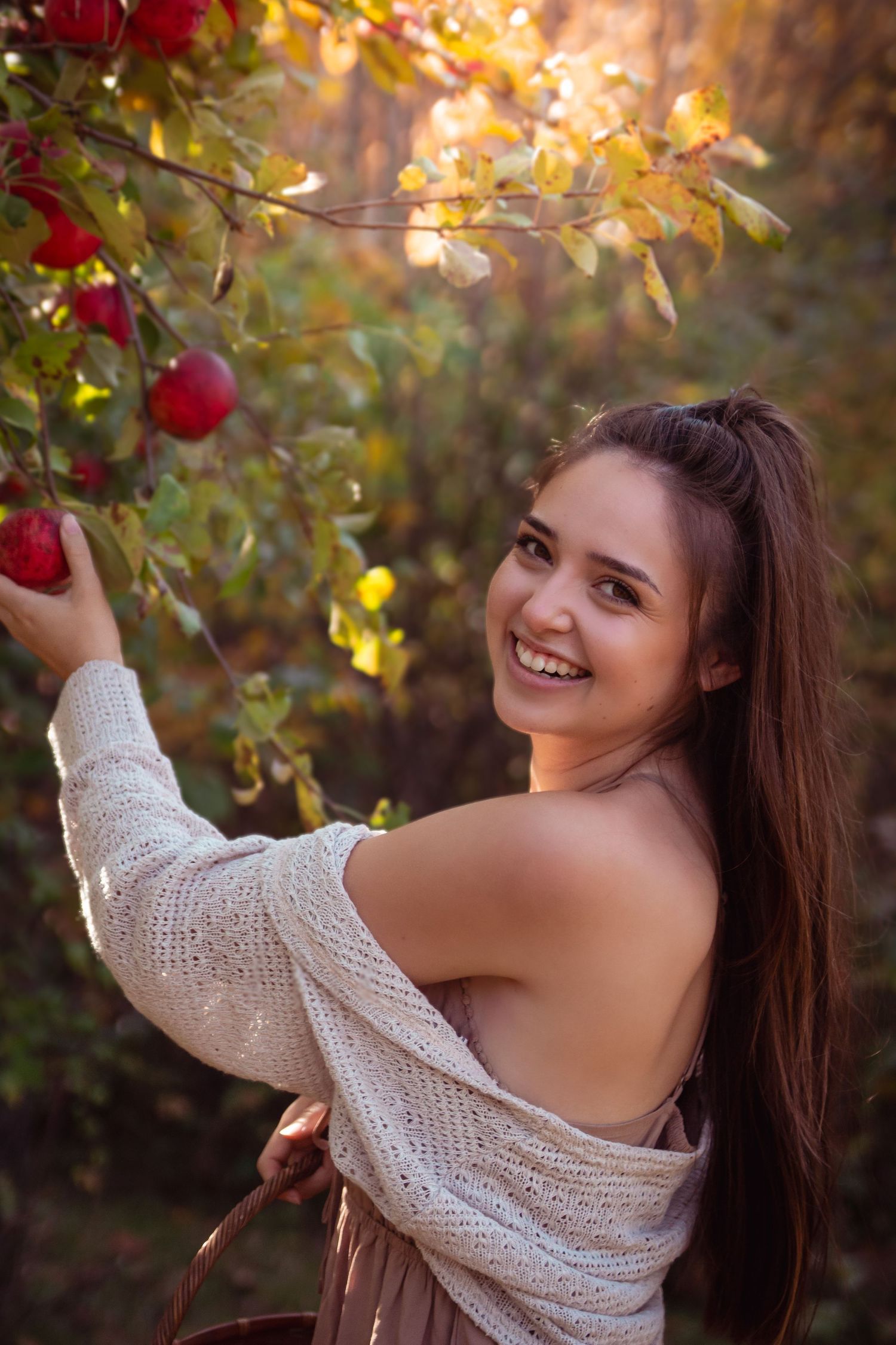 apple orchard photography