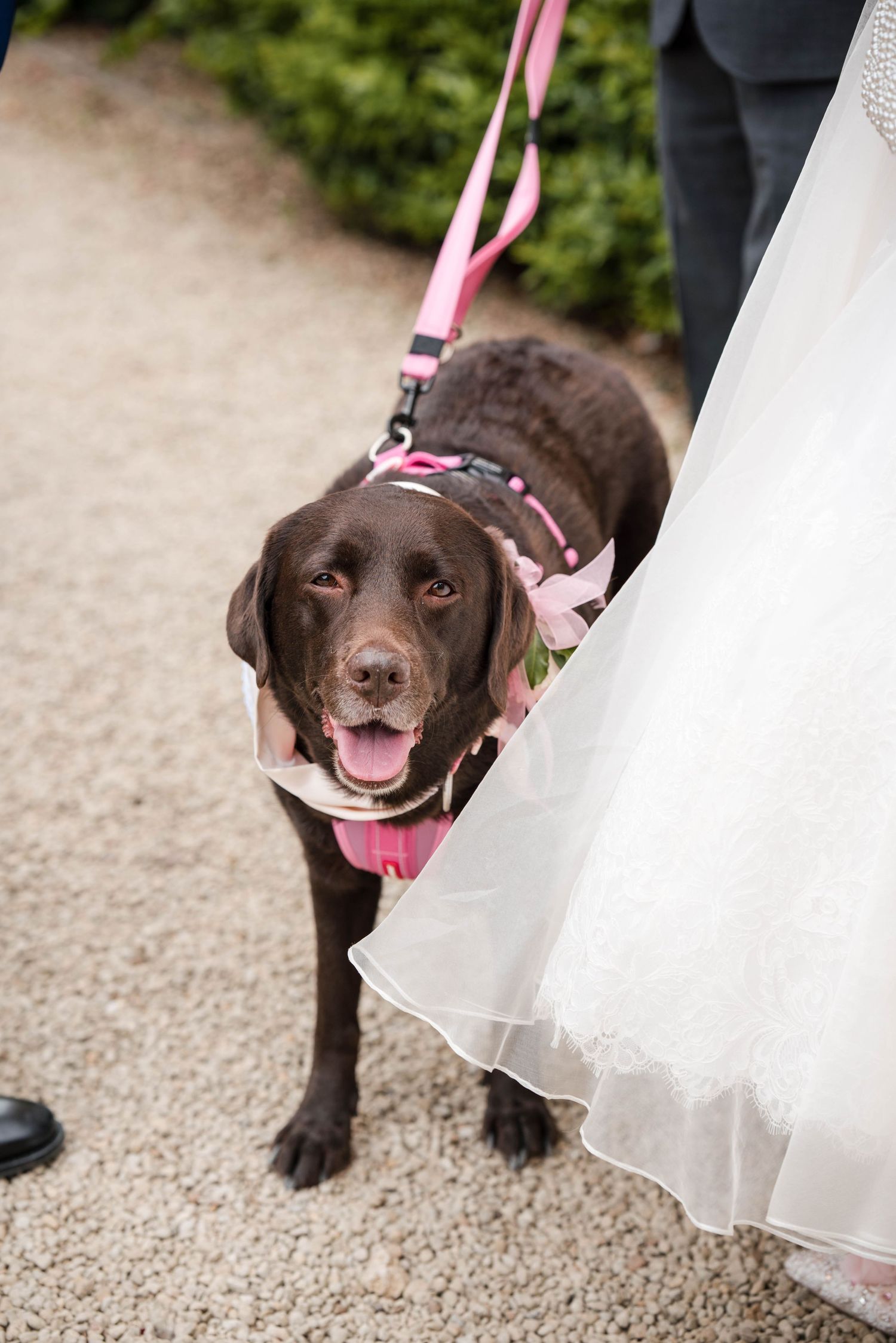 Zara Davis Photography Dogs at Weddings Cotswolds Gloucestershire Cheltenham Stroud Devon Somerset Italy