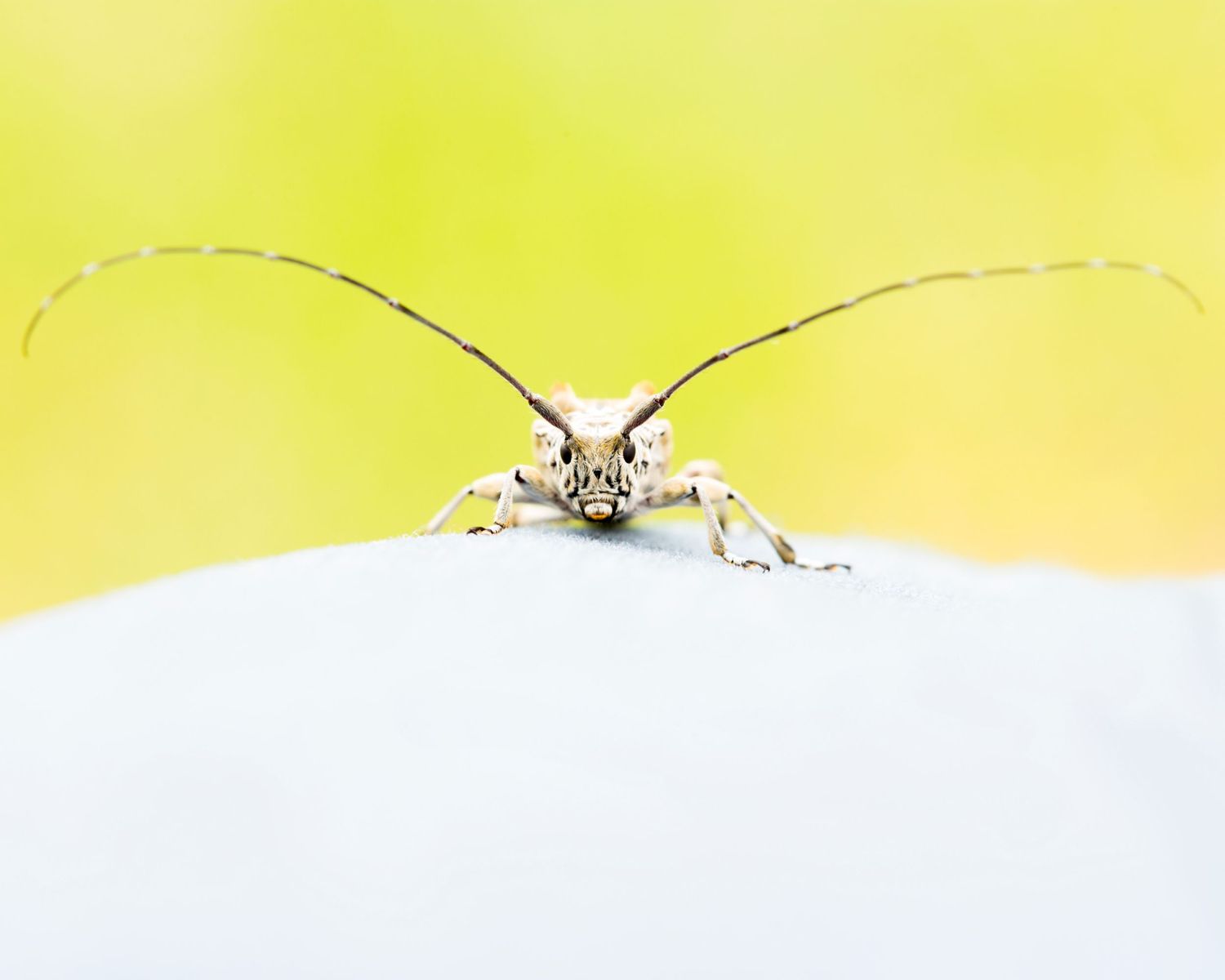 Insect with long antennae on yellow background.  Insect macro photography by Dragon Papillon Photography