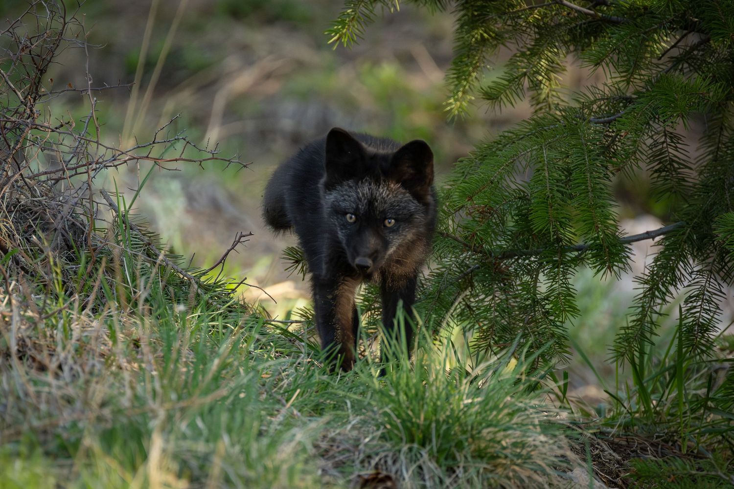 red fox, vulpes vulpes, fox, forest animal, fox kit, wildlife