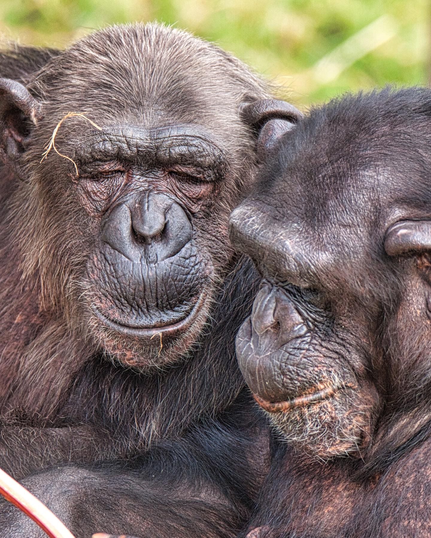 A closeup shot of two Chimpanzees (Pan troglodytes) trying to eat a tropical fruit in the forest