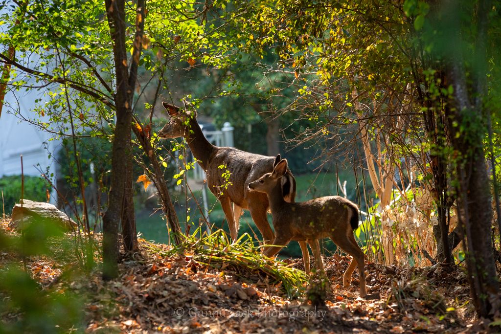 volcano ca, amador county, gunnii sack photography, baby deer