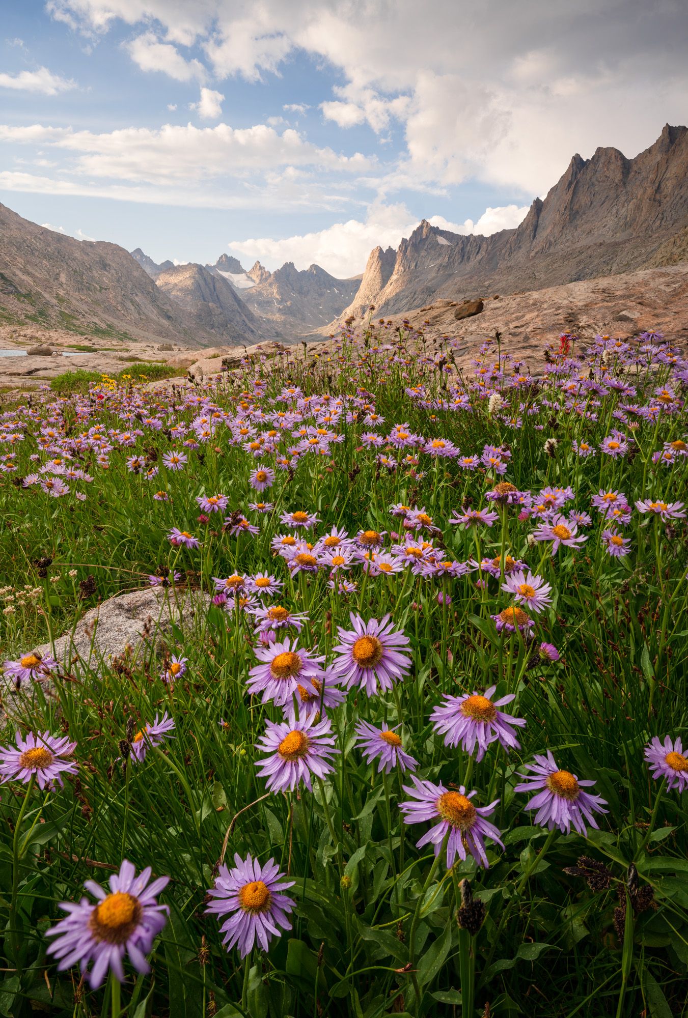 Pink alpine daisies blooming in a mountain meadow with jagged peaks in the background.