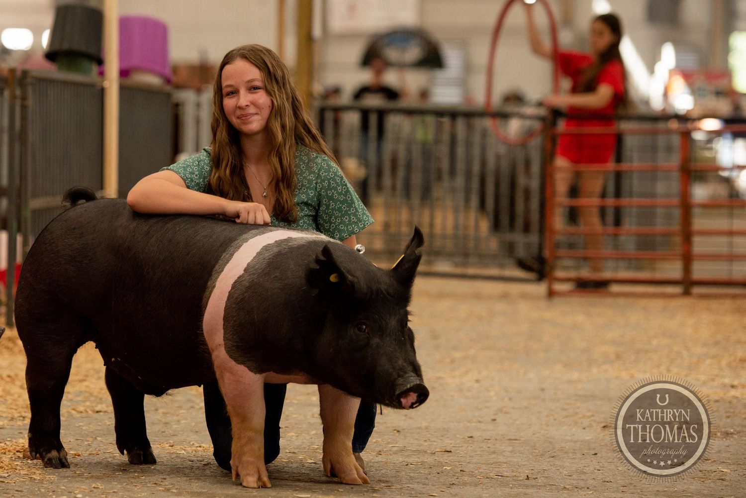 A black Hampshire pig with white band standing in an exhibition pen while being shown at a livestock event.