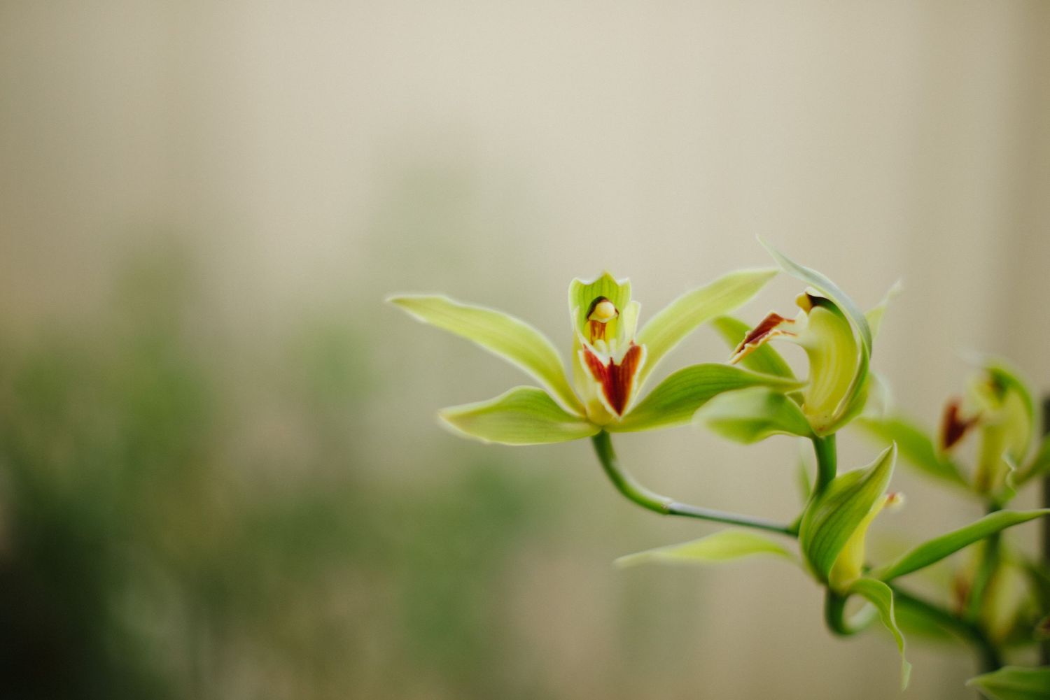 Orchid