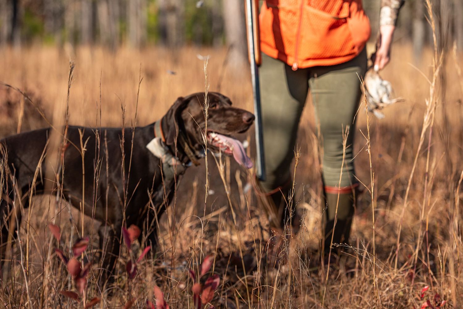 Ashley, Derek, & Bulleit-Quail Hunting at Back Woods Quail