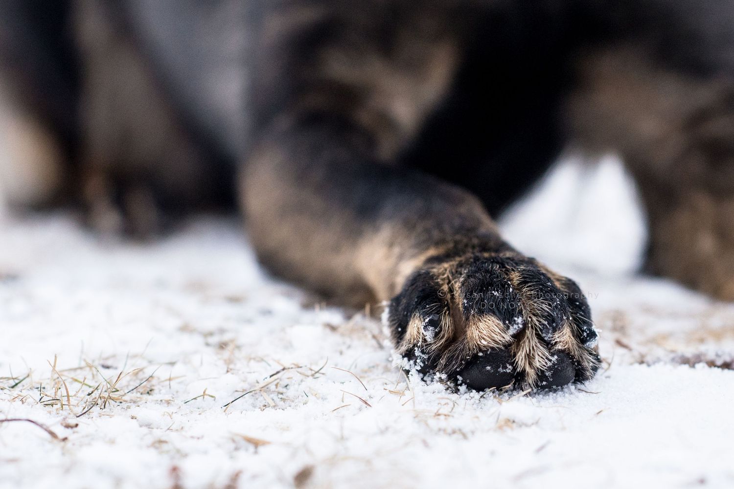 dog paw in snow