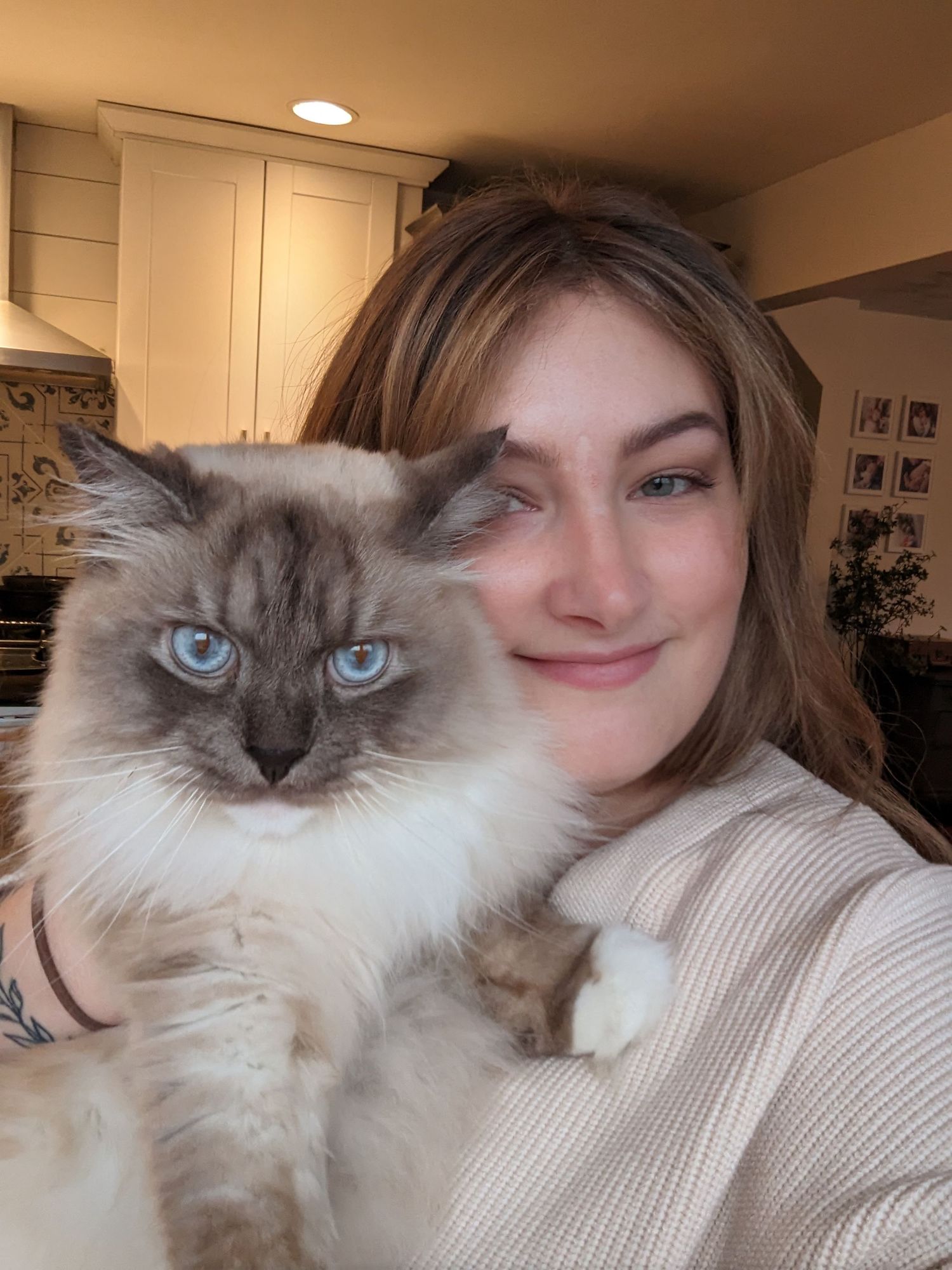 A beautiful Ragdoll cat with blue eyes poses with someone in a cream sweater.