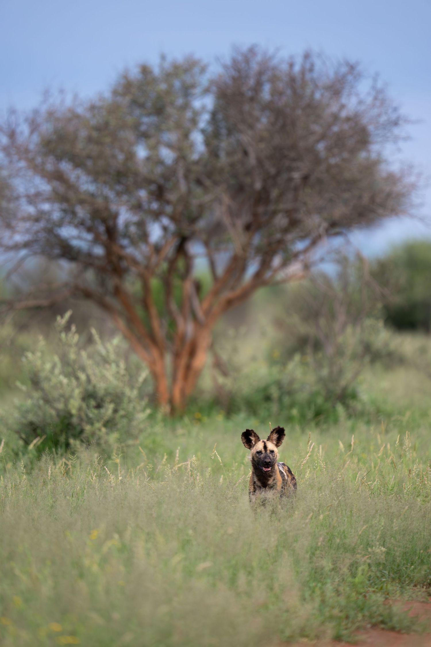 African wild dogs partially hidden in tall savanna grass.