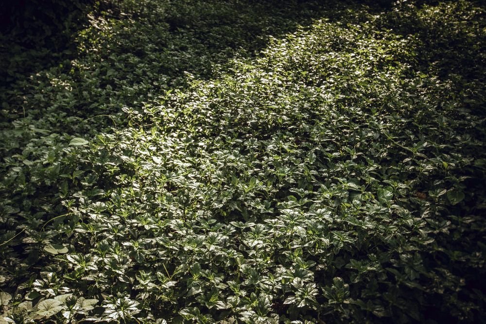 Dense green foliage and white flowers create a natural texture in a garden setting.