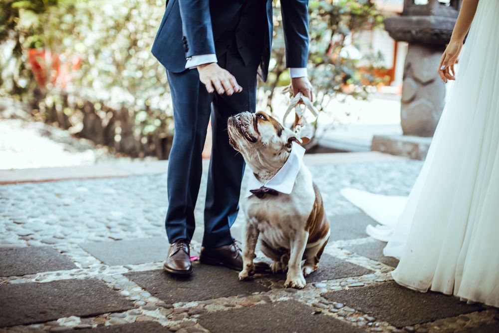 A cute dog joins the wedding couple during their outdoor celebration.