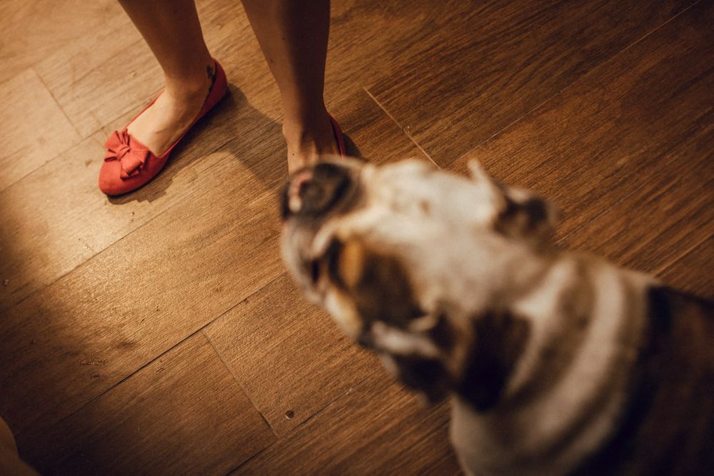 Small dog looking at person wearing red slippers on wooden floor.