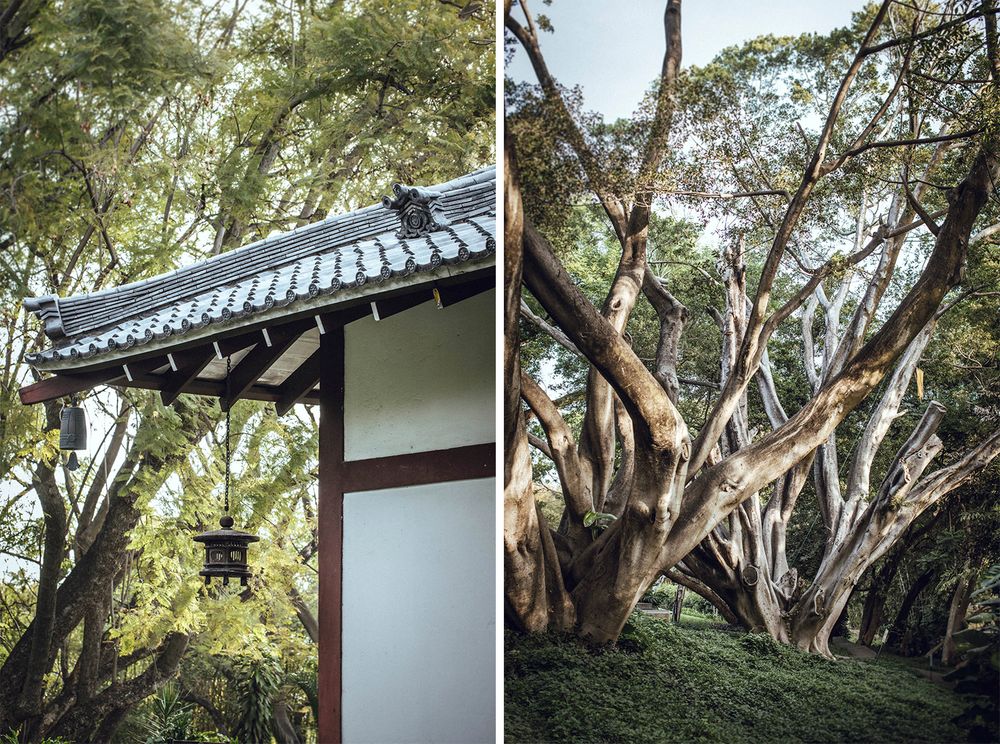 Japanese style building with traditional tiled roof next to large twisted tree trunk.
