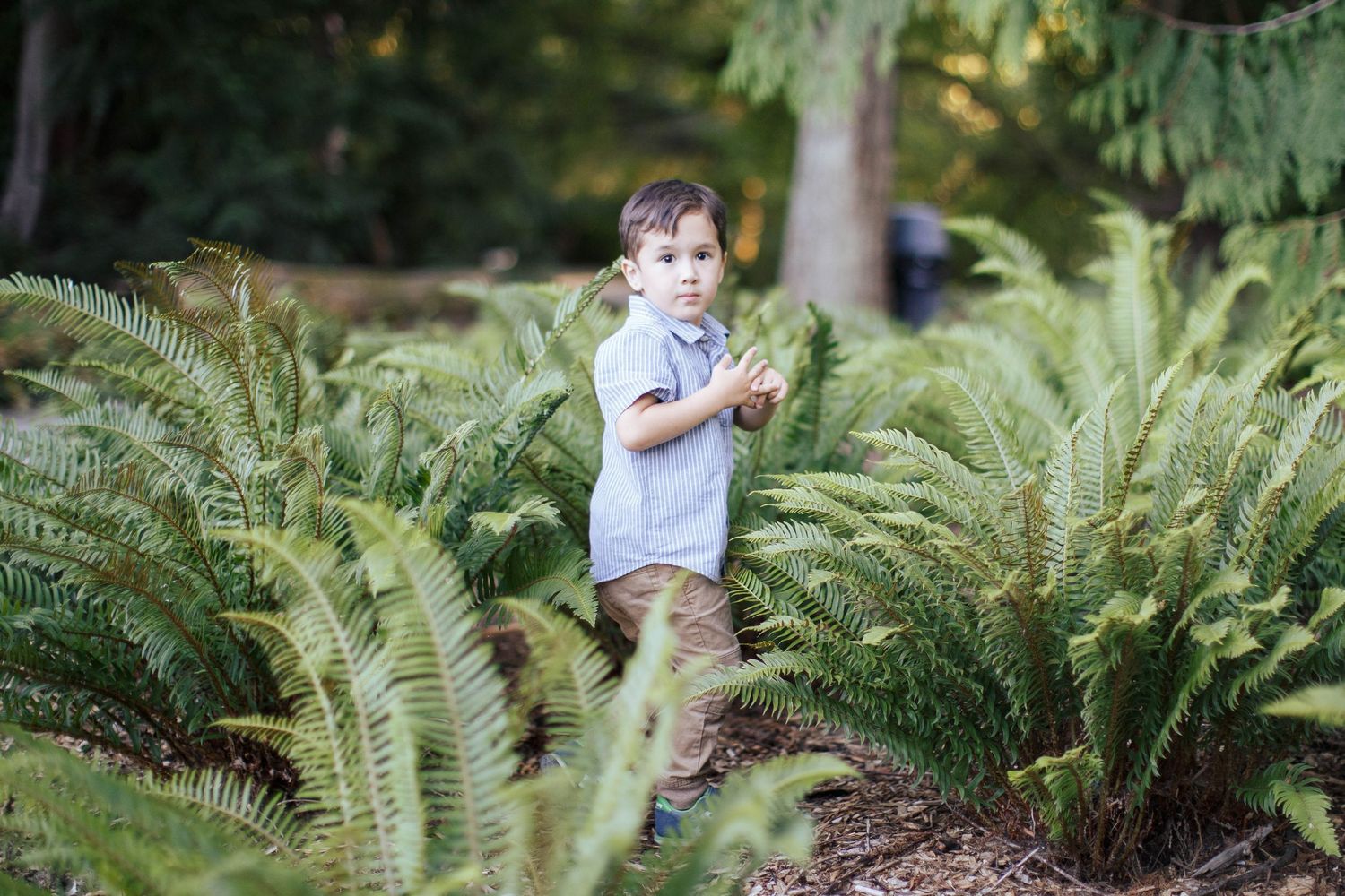 Seattle family photography: a young boy stand in between ferns at the Washington Arboretum