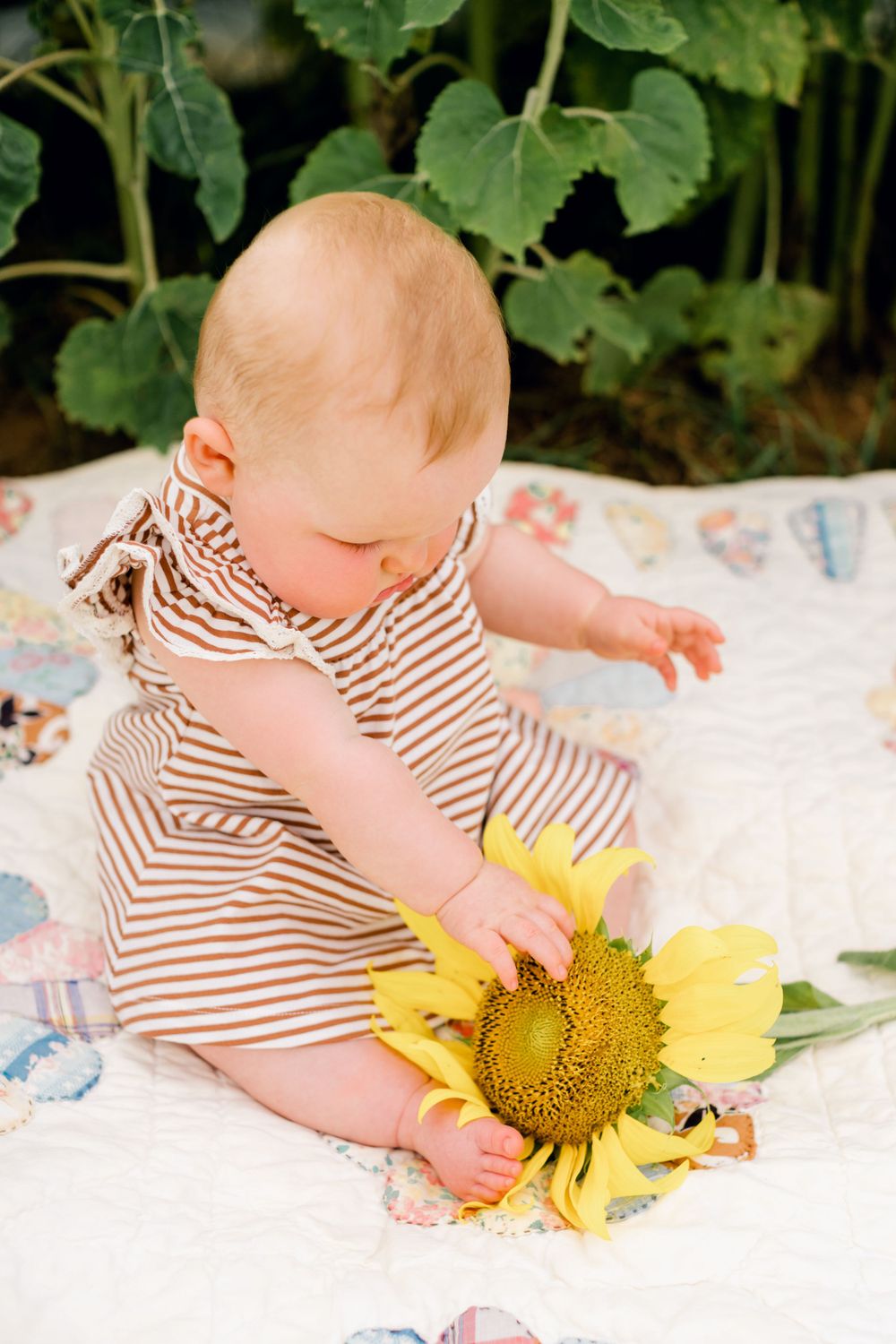 Baby in brown striped dress reaches out to touch large sunflower while sitting on blanket.