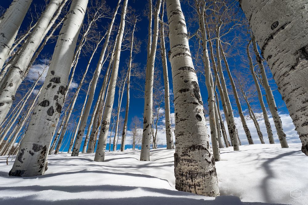 Aspen Trees, Telluride, Colorado, Winter, Snow