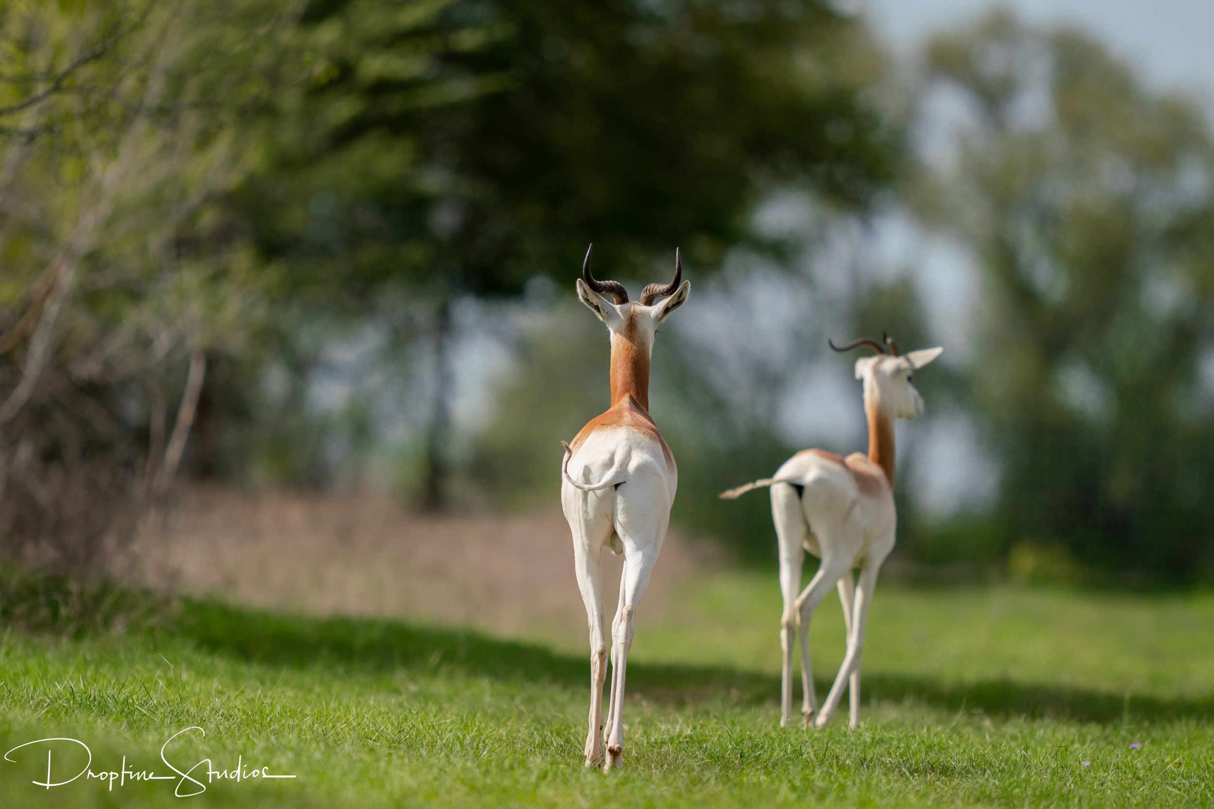 Dama Gazelle - Sola Fe Ranch