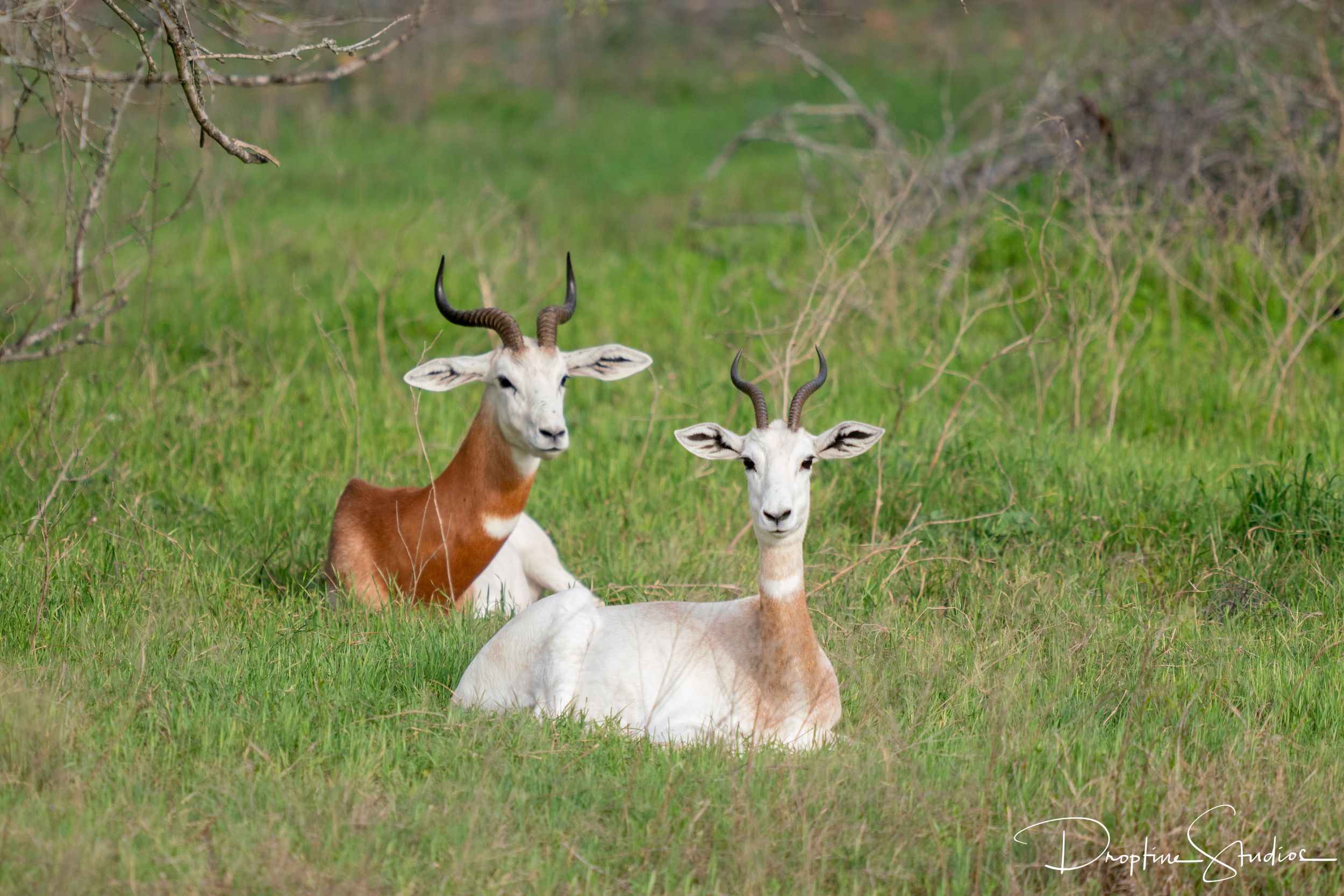 Dama Gazelle - Sola Fe Ranch