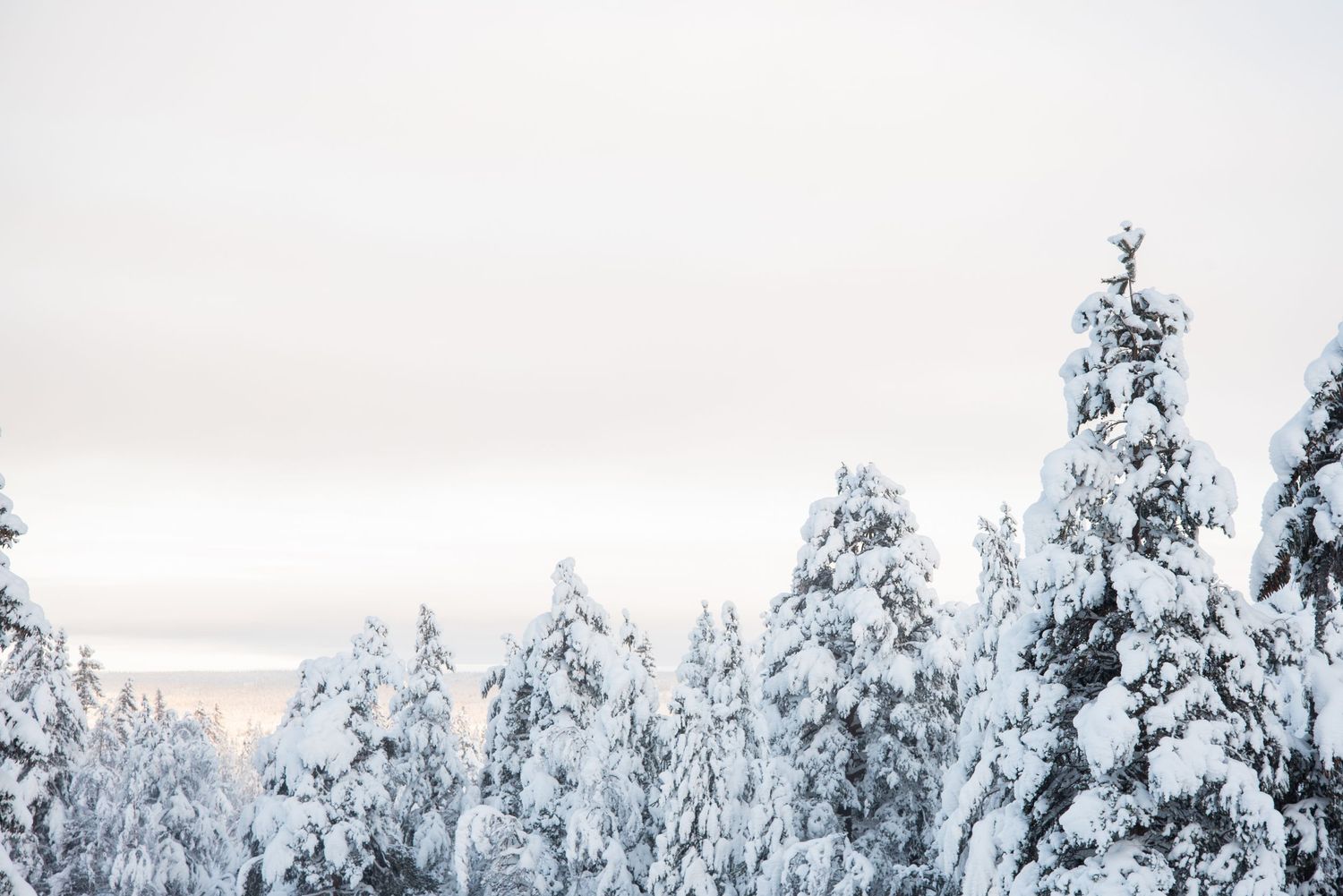 Fotograf av snötäckta granar