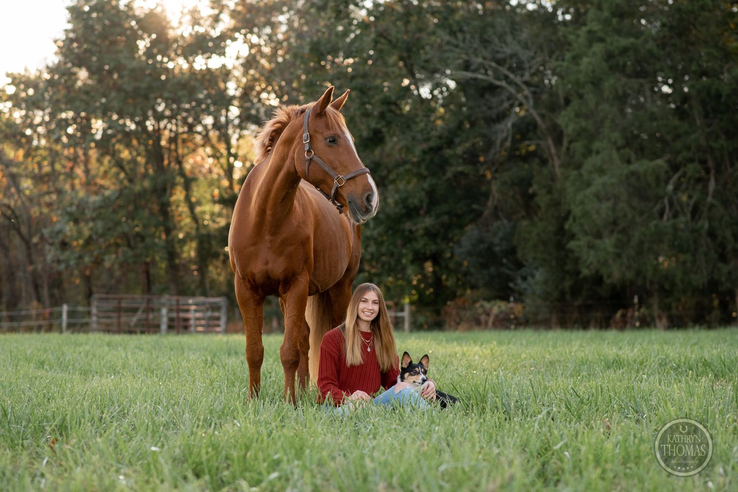 Chestnut horse and companion relaxing in sunny pasture with trees in background.