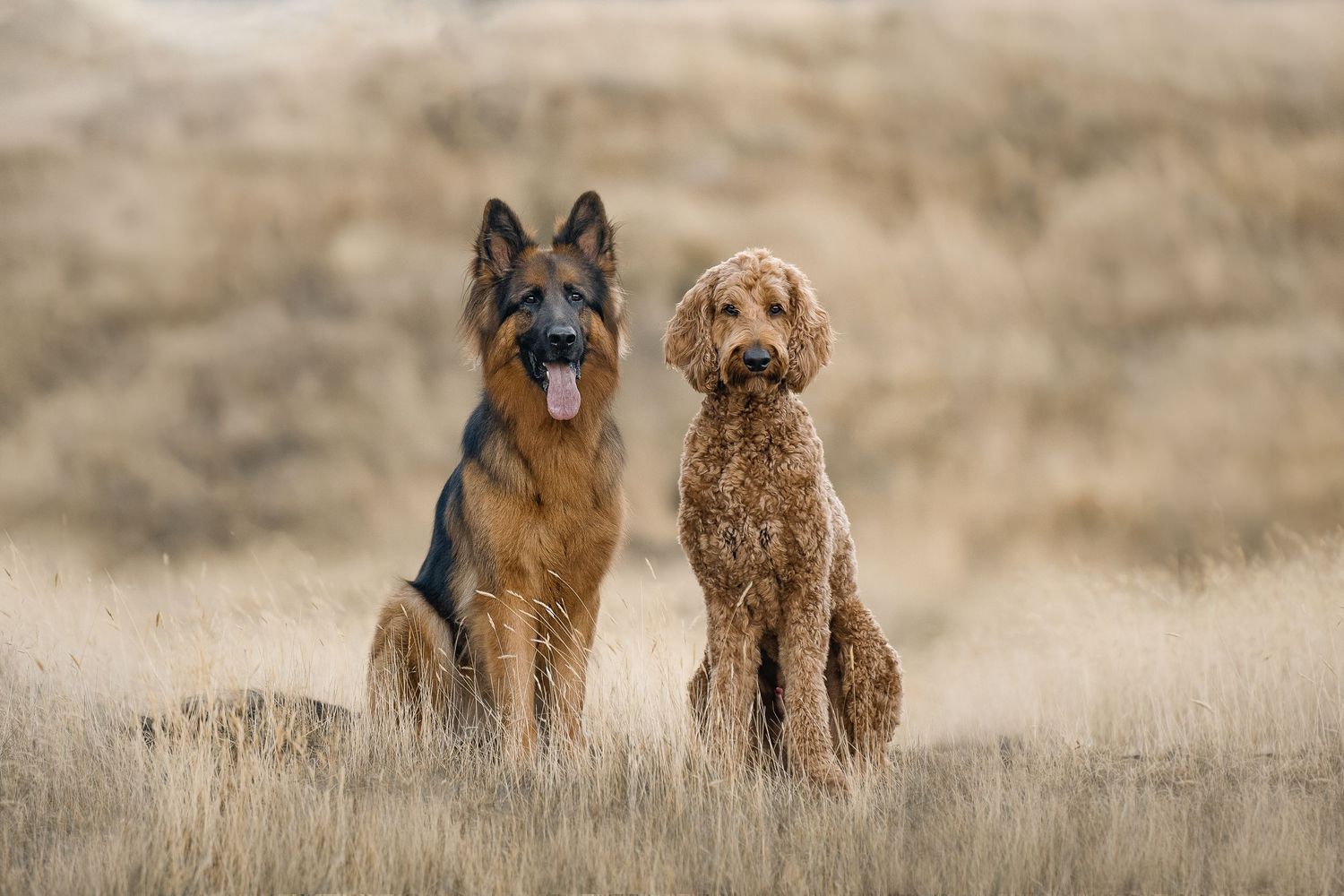 German Shepherd and Goldendoodle sitting together in tall golden grass field outdoors.