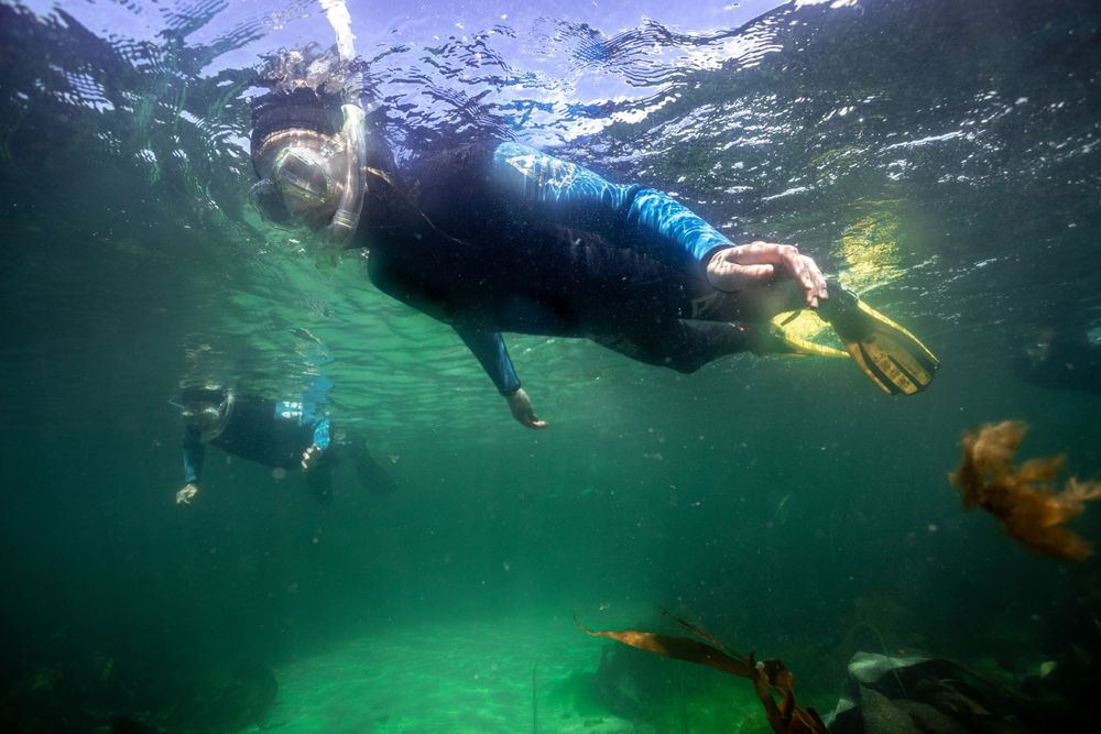 Seatrek Scotland snorkellers float on surface, viewed from underwater