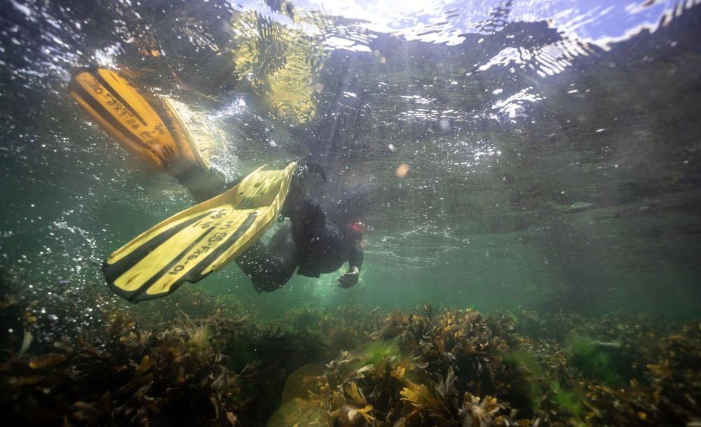 Seatrek Scotland snorkellers swim through reef with flippers