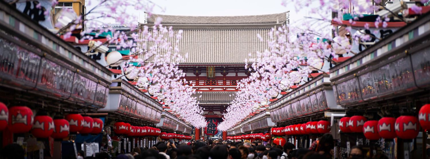 Cherry blossom canopy with traditional Japanese architecture beneath pink blooms.
