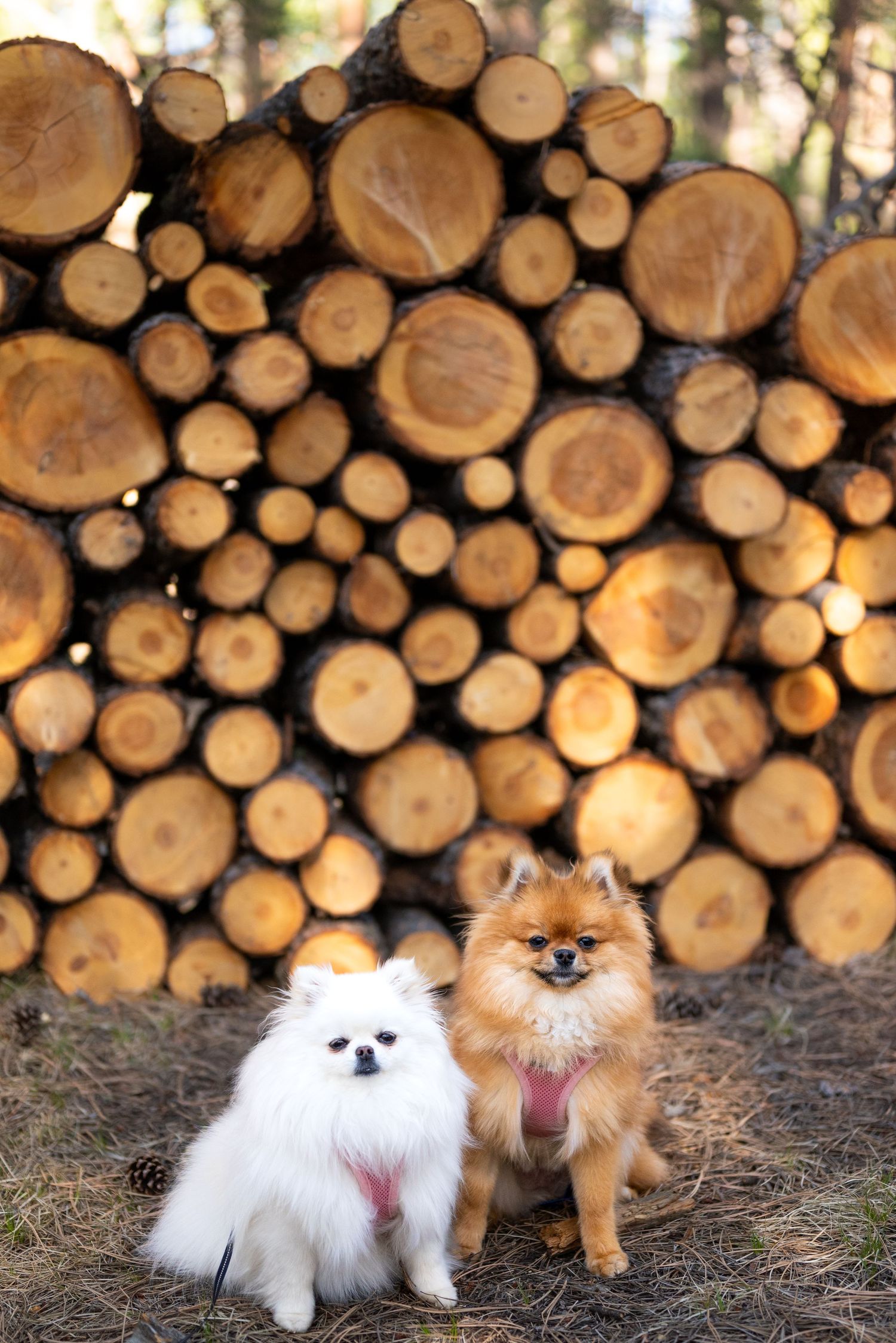 Photo session at Fox Run Regional Park in Black Forest, CO,