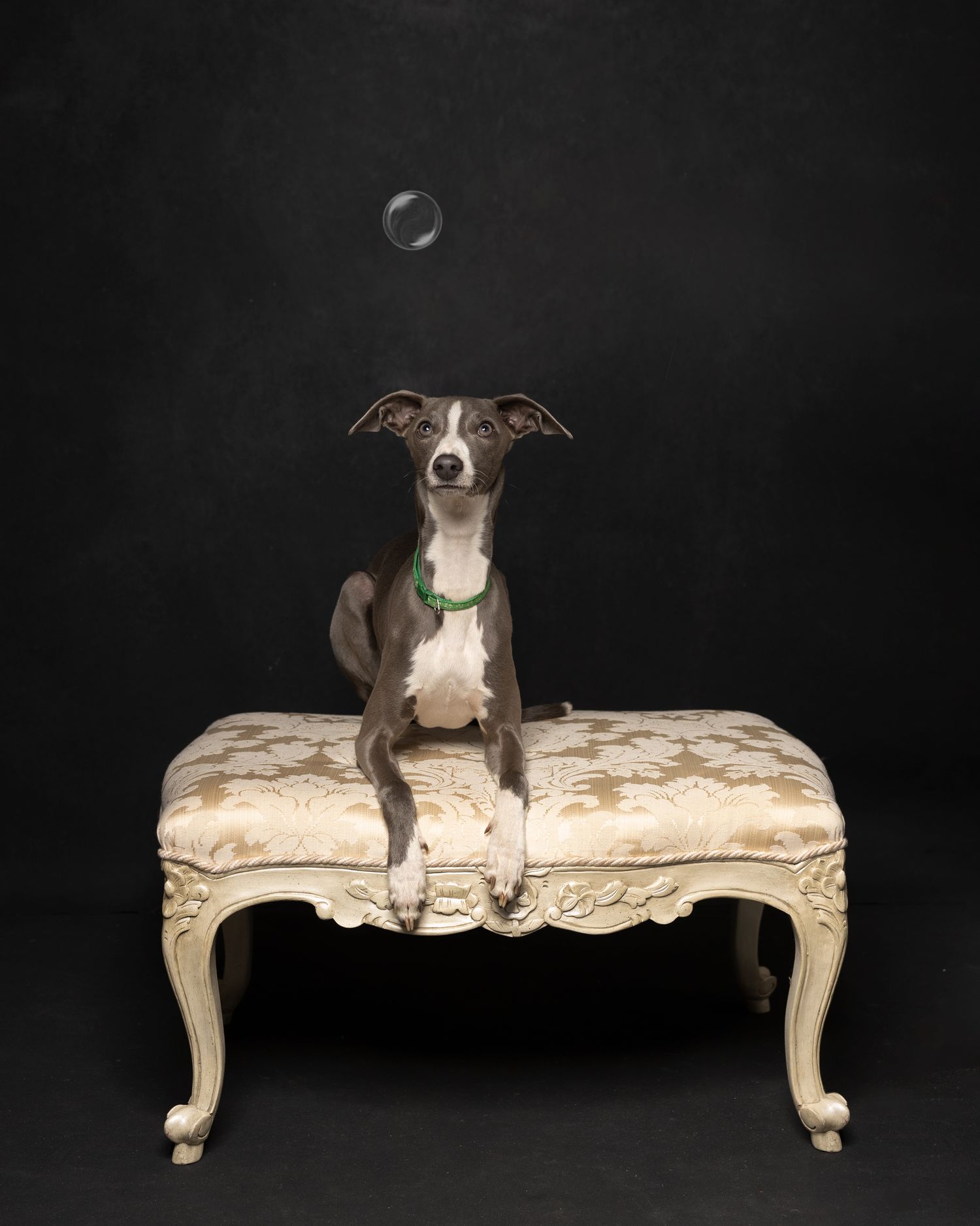 Italian hound, Lurcher, Studio Pets Photographer, Dog's photographer, Northampton. www.elenabrownportraits.co.uk