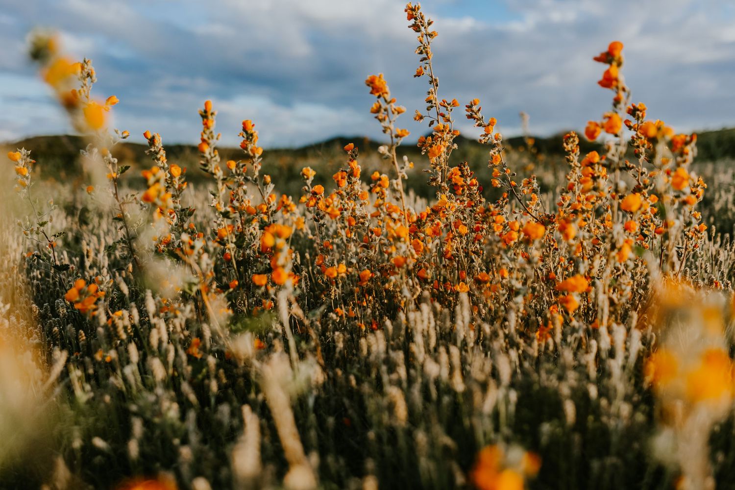 Panoramic view of orange wildflowers stretching across desert landscape.