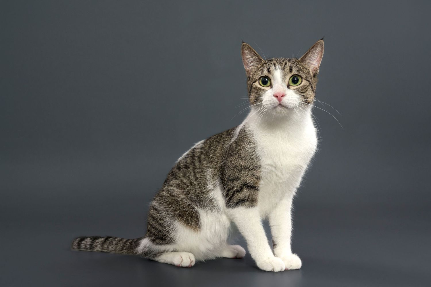 Pet photographer Toronto