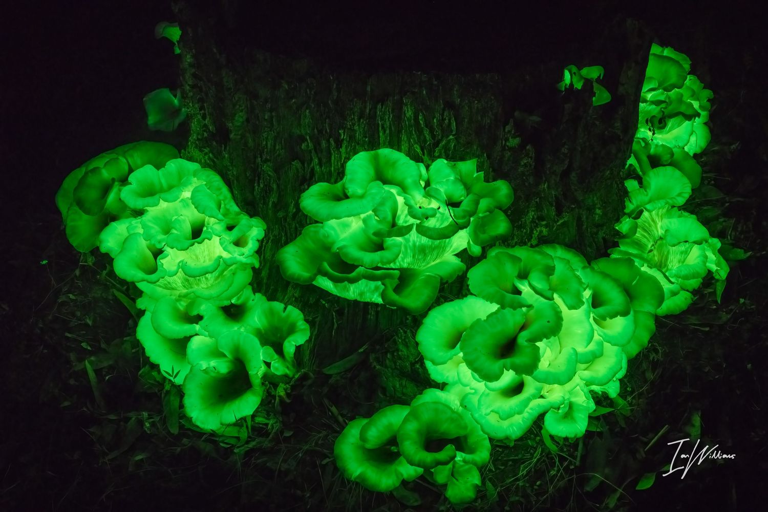 Ghost fungi