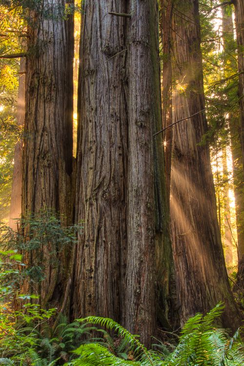 Redwoods, Redwoods National Park, California