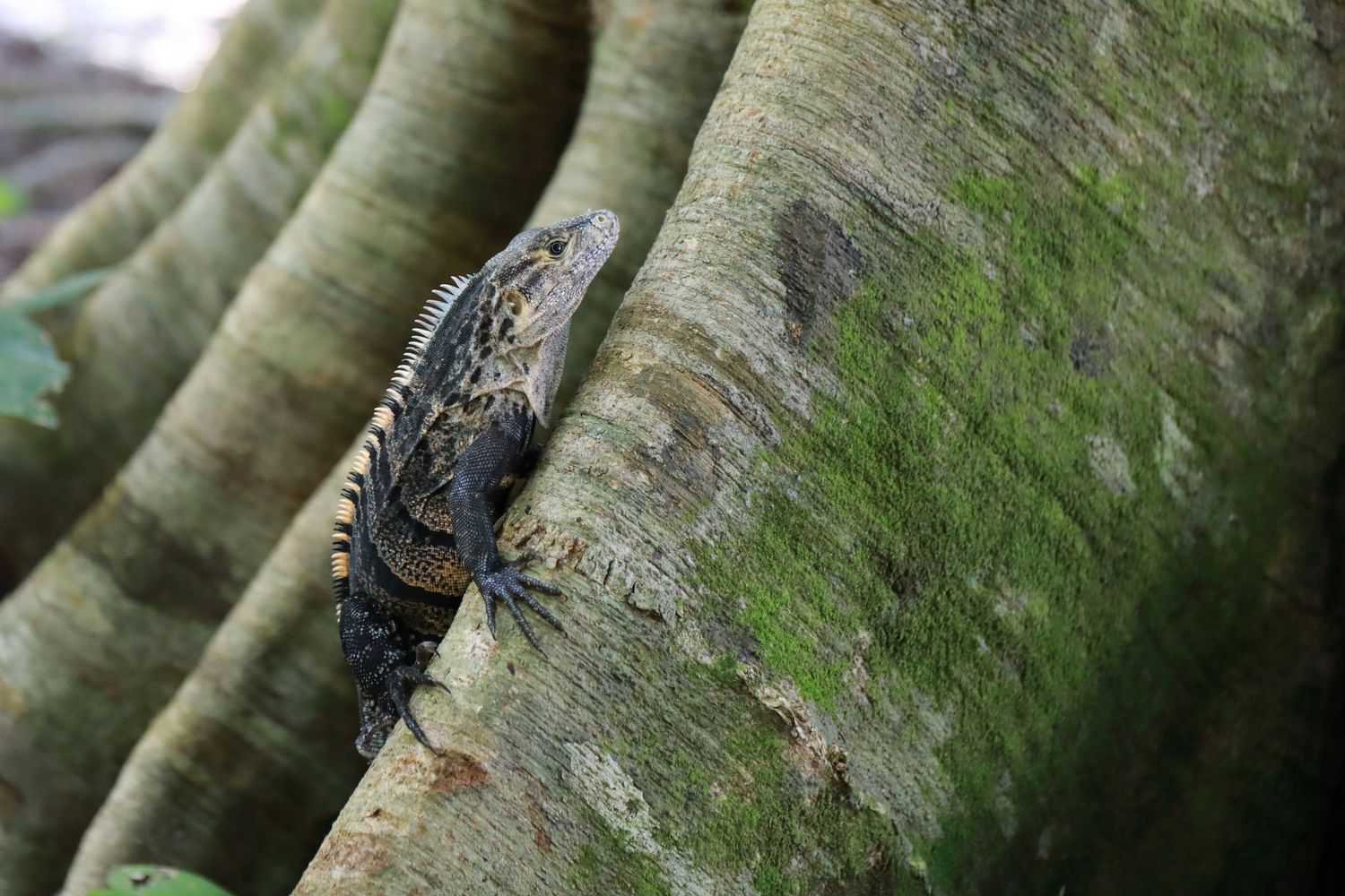 Close-up of an iguana resting on a moss-covered tree trunk.