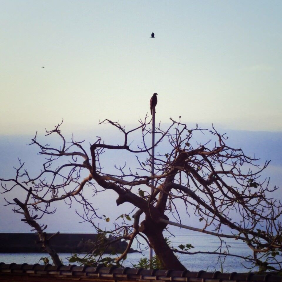 An eagle perched in the tree in the town of Mogimachi in Nagasaki Prefecture Japan