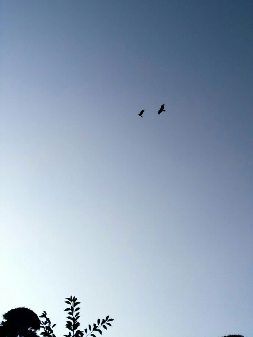Fishing eagles soaring overhead