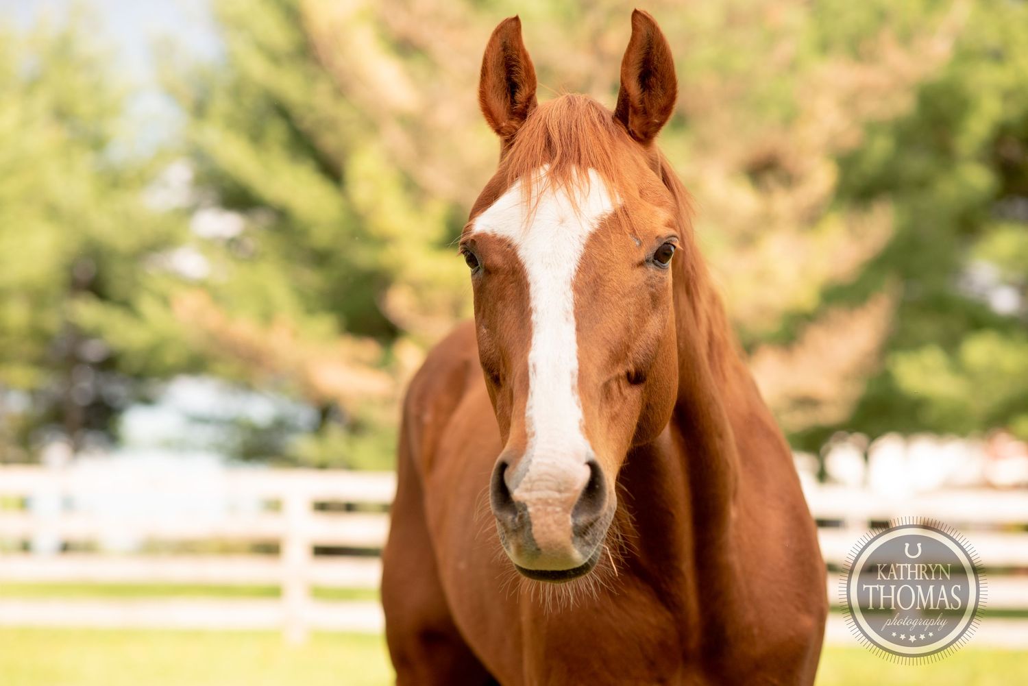 Close-up frontal portrait of a chestnut horse with a white blaze against a pastoral background.