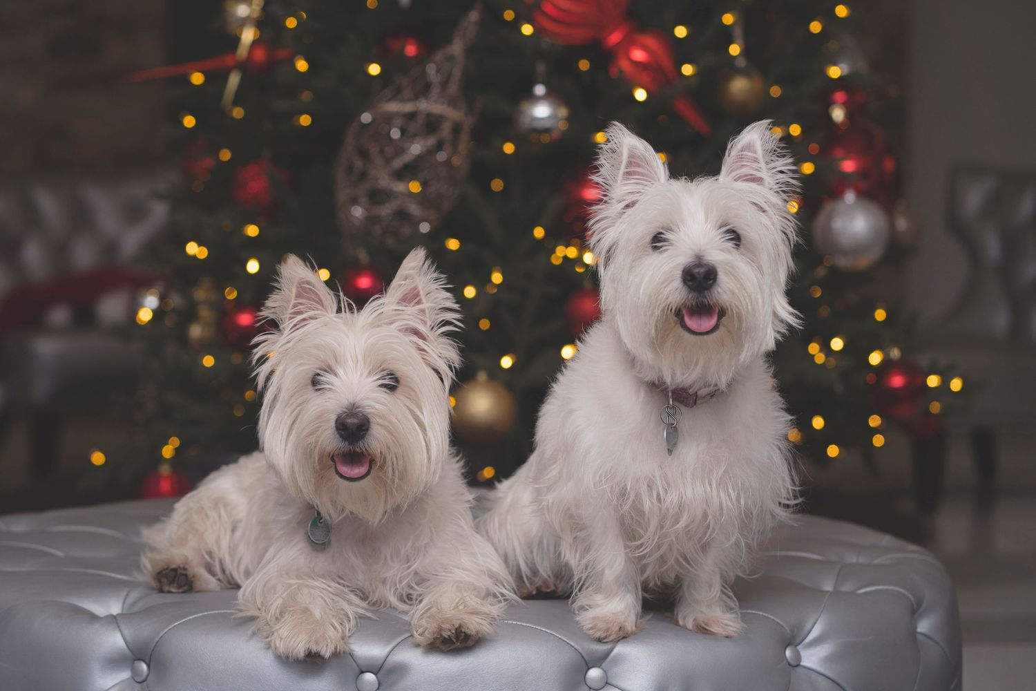 Two white West Highland Terriers in festive attire pose in front of a Christmas tree.