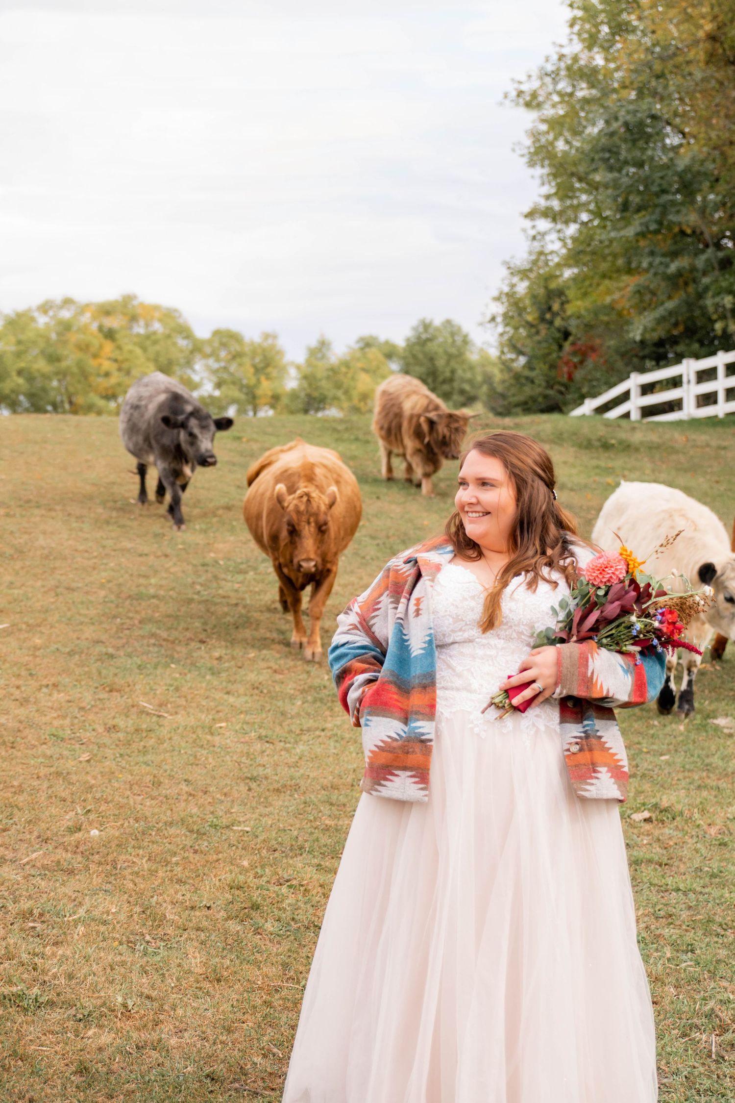 A bride in a white dress and colorful jacket poses in a field with Highland cattle grazing in the background.