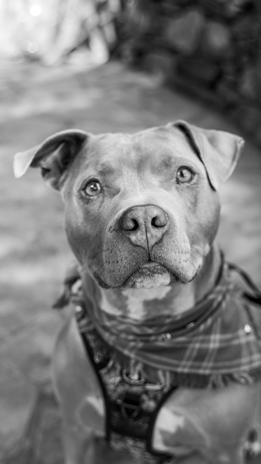 Show your love with your pets with a pet photography session by Taylor Renee Photography in South Carolina