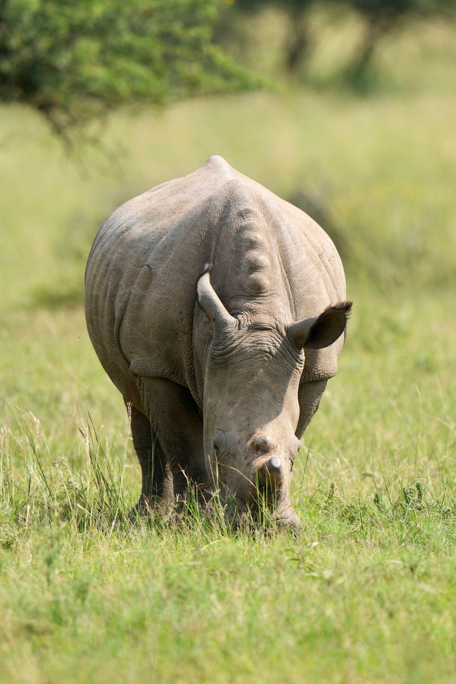 White rhino grazing in green grass showing progressive movement.