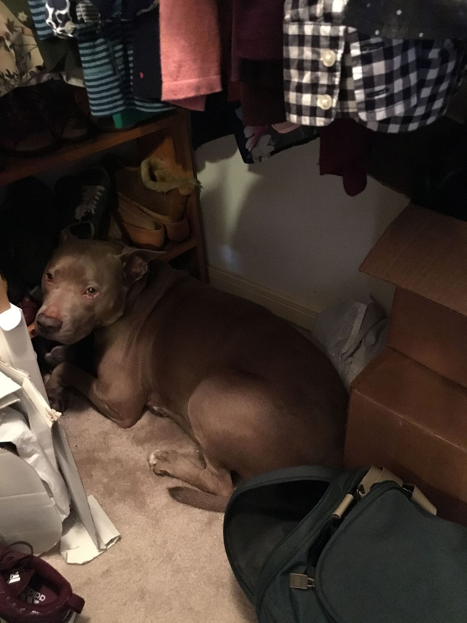 A brown dog rests peacefully in a closet among hanging clothes and shoes.