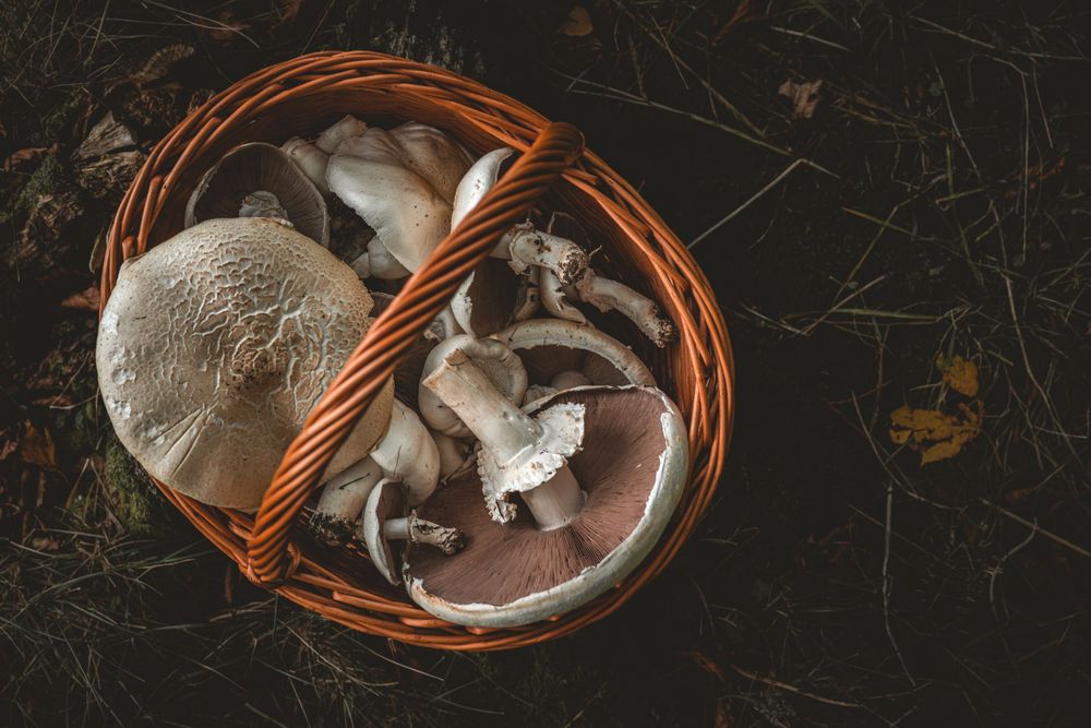 Foraging Guide: The Awesome Agarics - The Grizzly Forager: The ...