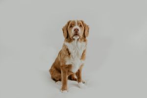 Amy Gray Photography | Newborn, Cake smash, Headshots, Couple, Children, maternity & Family Photographer in Ayr and Girvan