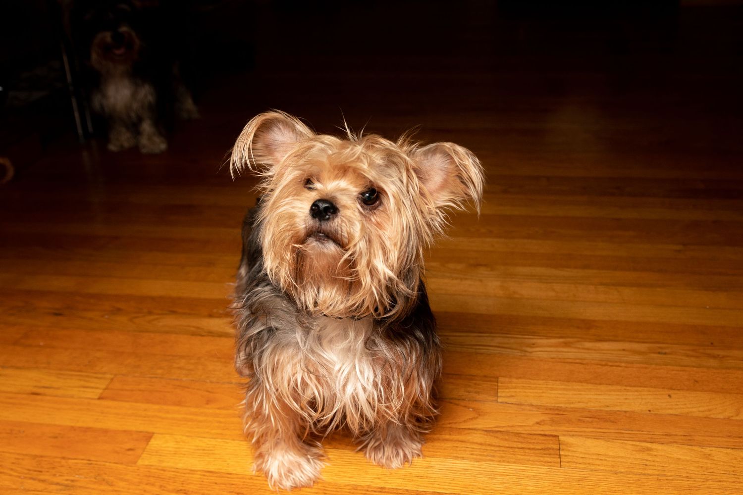 Charley! May he rest in peace.