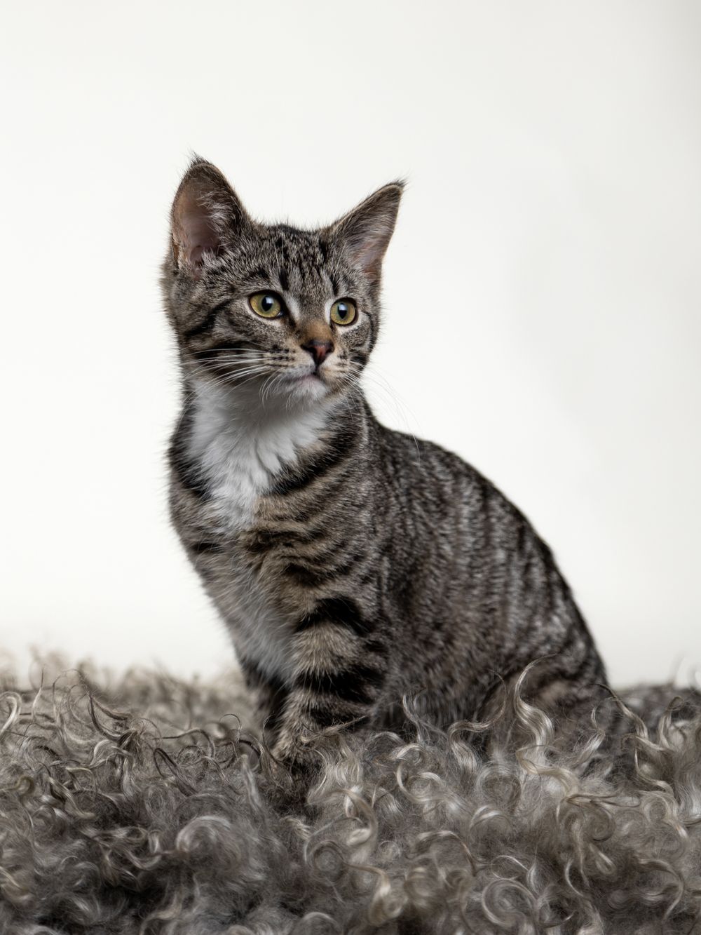 Tabby kitten sitting alert on gray fur with white background in studio setting.
