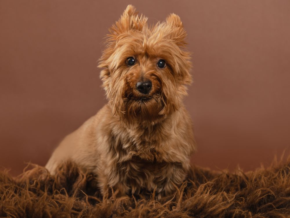 Yorkshire terrier with scruffy fur poses on brown textured background.