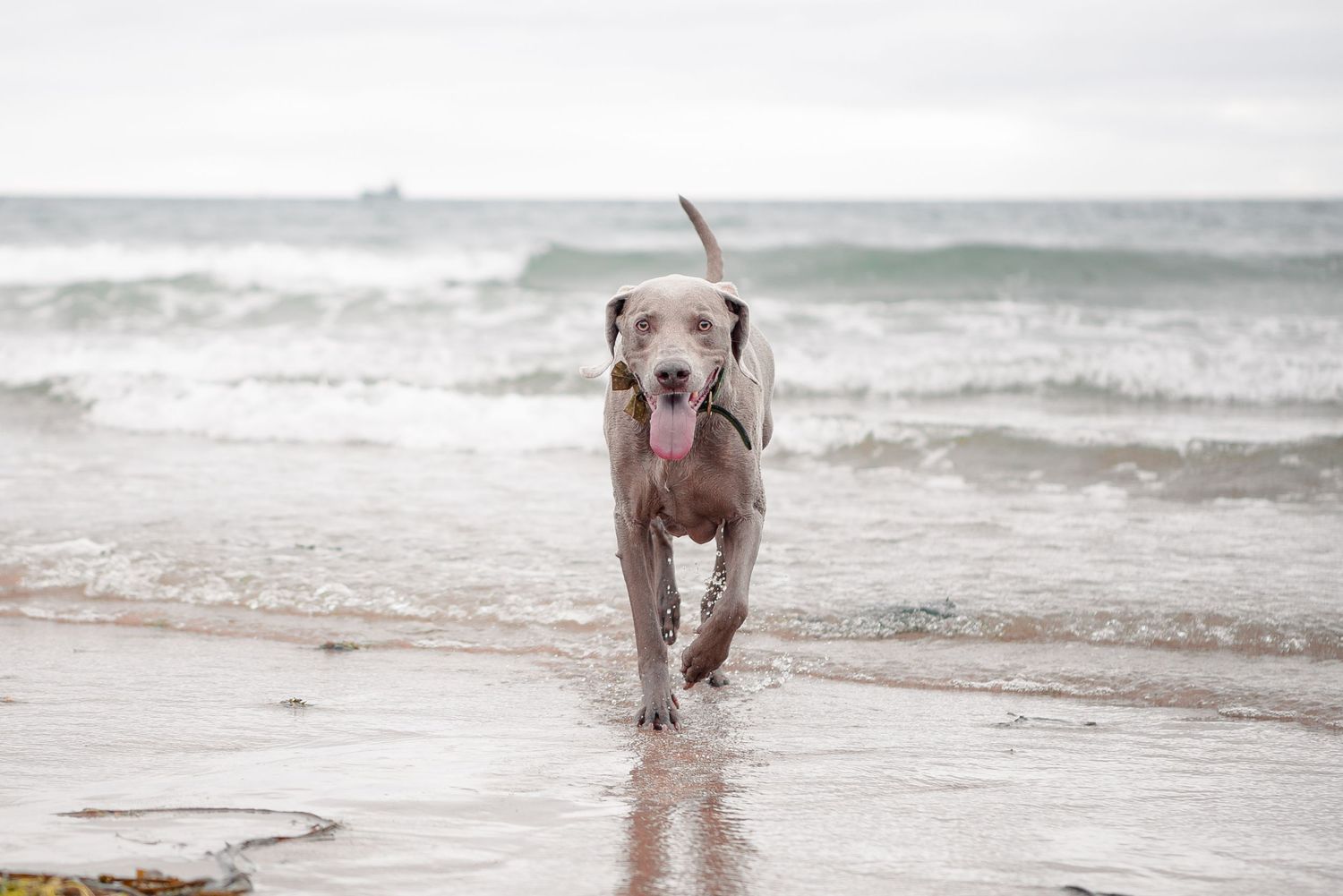 Dog Photography, Plymouth Studio