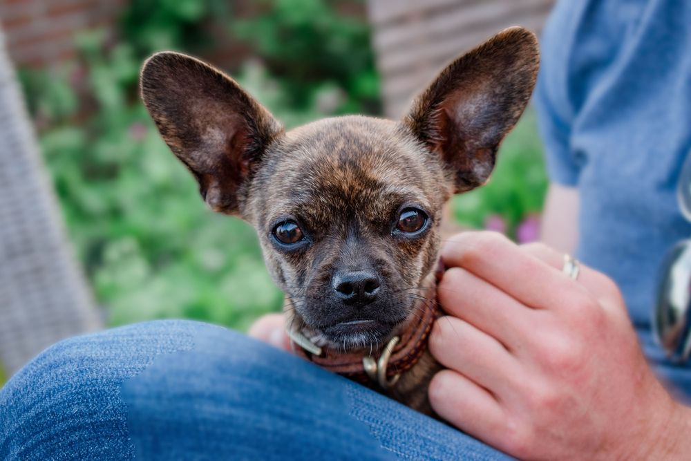 Pet Photograph, Chihuahua staring at the camera Amsterdam